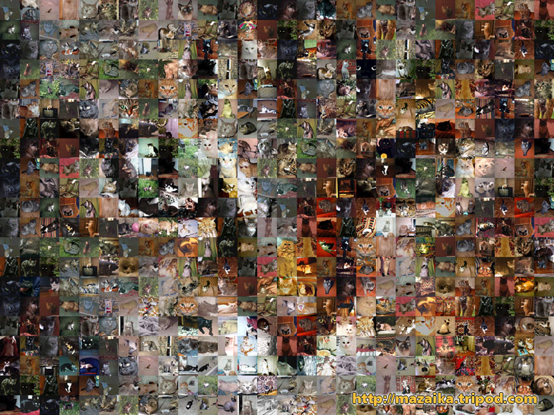 wallpapers of cats. dresses Baby Cat Wallpaper