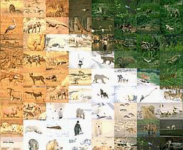 Color Correction 60.