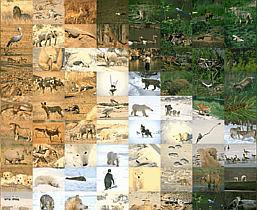 Color Correction 30.